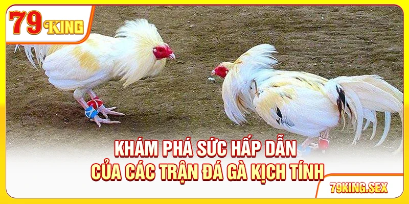 Khám phá sức hấp dẫn của các trận đá gà kịch tính