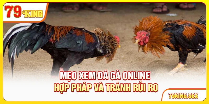 Mẹo xem đá gà online hợp pháp và tránh rủi ro